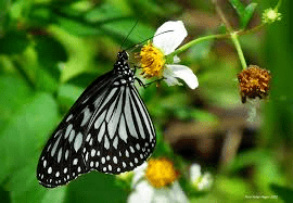 butterfly in the garden in puerto princesa palawan philippines